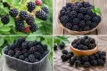 Преси диви къпини , снимка 3