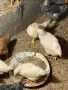 Пилета от домашни кокошки, снимка 7