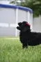 Той пудел Toy poodle, снимка 8