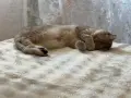 Британка на 2 години, Подаряваме  , снимка 3
