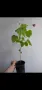 Абутилон, Abutilon Victorian Lady, снимка 5