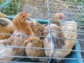 продавам ярки мини кохин, снимка 1