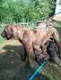 Продавам Преса Канарио, снимка 4