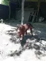 Куче за трюфели , снимка 2