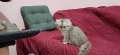 Персийски котенца, снимка 3