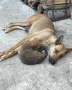 Три кученца на два месеца овчарка малиноа, снимка 7