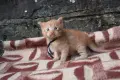 Kотенца смесена порода Мейн Кун – Отворени за резервация! , снимка 9