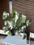 Monstera Albo Variegata (Монстера Албо Вариегата), снимка 1