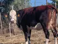 юничка и крава за клане , снимка 1