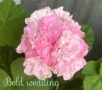 Сортово мушкато “Bold Diamond Wedding”, снимка 1