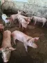 Продавам малки прасенца, снимка 1