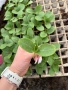 Продавам качествен разсад на корнишони, снимка 3