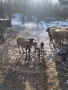 продавам стадо овце , снимка 2