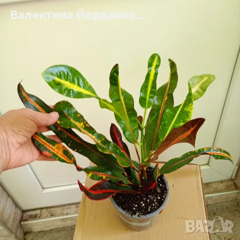кротон листнодекоративно декоративни стайни цветя 