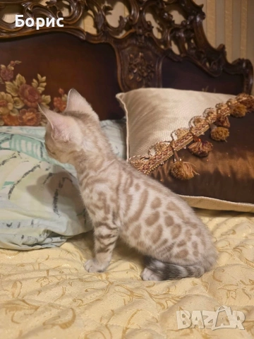 Бенгалски котета, снимка 3 - Бенгалски - 35882650