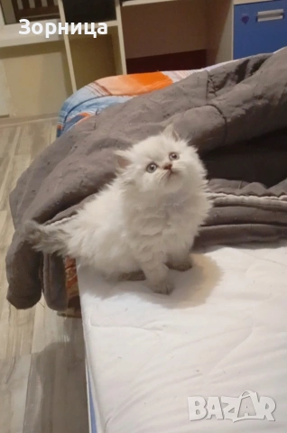 Британска сребърна чинчила , снимка 5 - Чинчили - 54337750