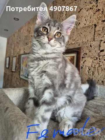 Котета мейн куун , снимка 4 - Мейн кун - 55535490