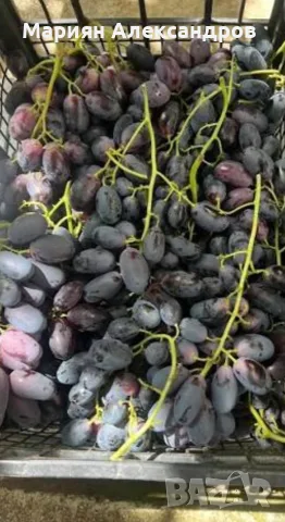 🍇 Продавам десертно грозде „Великан“ 🍇 