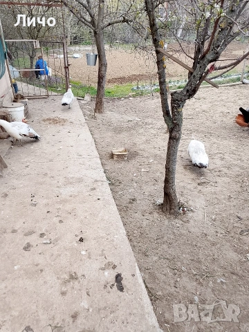 яйца от пауни , снимка 3 - други­ - 54164995