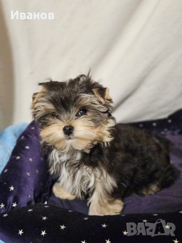 Йоркширски териер 