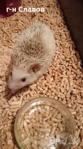 Африканско Таралежче с оборудване и храна. 