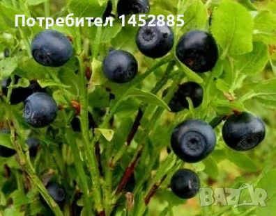 Черна горска боровинка