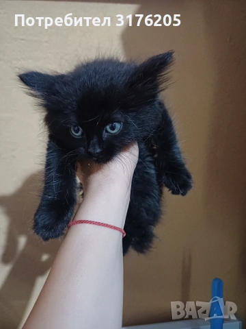 Мъжко котенце търси дом, снимка 2 - Други - 47355560