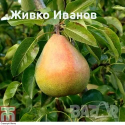 Продавам Круши сорт Масловка