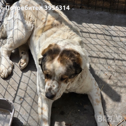 Алабай , снимка 2 - Алабай - 54179344