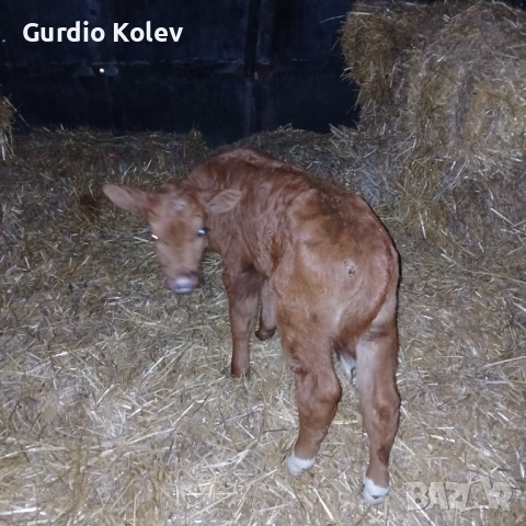 Телета , снимка 7 - Крави - 54015785