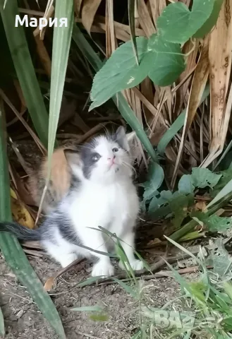 Котенца - Подарявам, снимка 10 - Други - 55357912