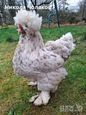 Струмски стандарт яйца , снимка 2 - Кокошки и пуйки - 54215414