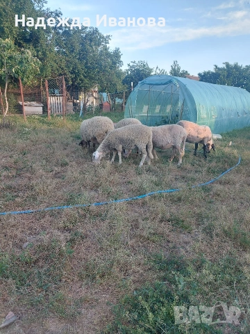 продавам стадо овце 4 овце 1 коч 1 шиле 1 агне, снимка 3 - Овце - 54693580