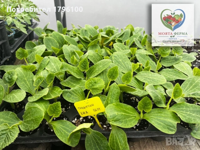 Разсад - домати, пипер, краставици, снимка 6 - Разсади - 54341369