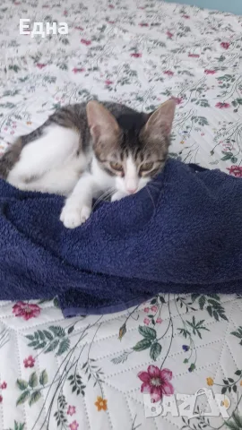 Добри котета,търсят дом.София, снимка 4 - Други - 55605019