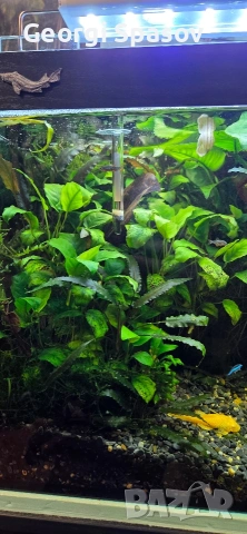Продавам 110 л.аква с шкаф и всичко, снимка 6 - Рибки - 54024717