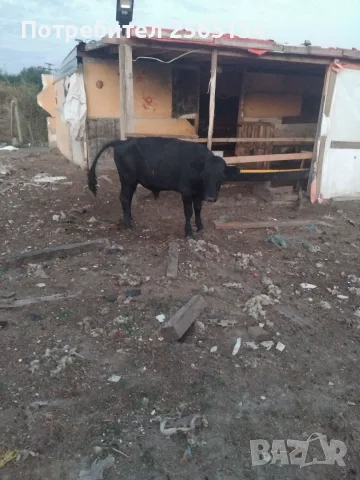 Продавам мъжко теле абрадин, снимка 2 - Крави - 55510793