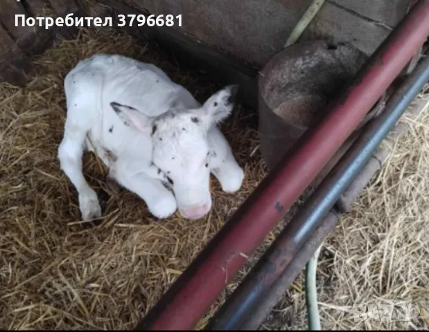телета на различна възраст, снимка 4 - Крави - 55462813