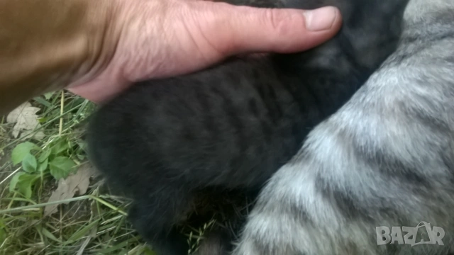 котета, снимка 4 - Други - 55007042