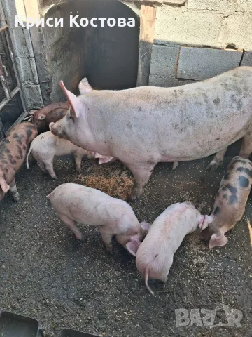 Продавам Прасенца