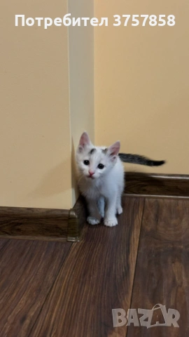  Мъжко коте