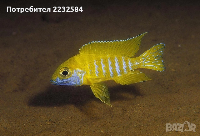 Рибки Африкански цихлиди , снимка 2 - Рибки - 55003719