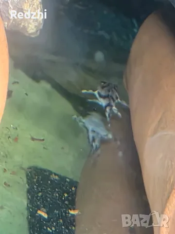L236 pleco - 3+ см, снимка 5 - Рибки - 55546481
