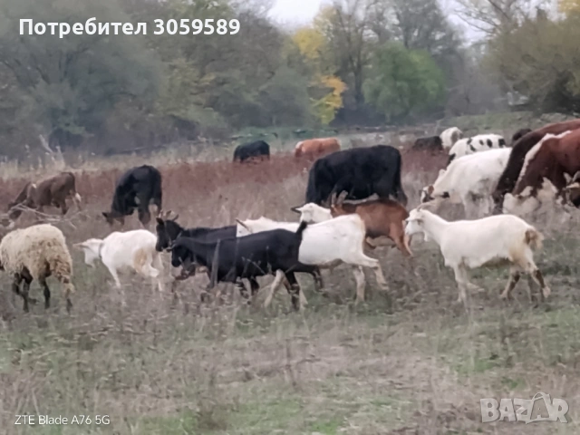 Кози млади саански и френски алпин, снимка 2 - Кози - 54163179