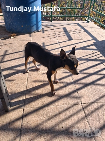 мини пинчер мъжко, снимка 2 - Пинчер - 54313125