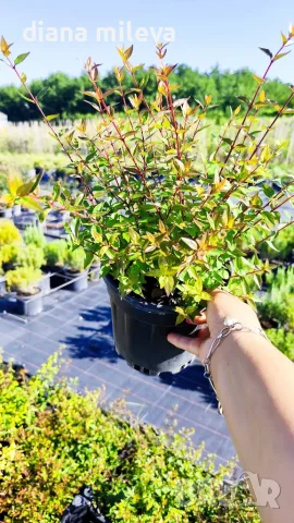 Абелия Грандифлора Прострата, Аbelia Grandiflora Prostrata!!!, снимка 8 - Градински цветя и растения - 55601458
