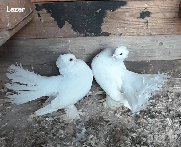 Продавам Бели омски, снимка 2 - Гълъби - 54334499