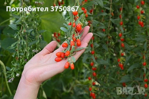 ❤️🌿🧡 ГОДЖИ БЕРИ (Lycium barbarum)