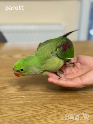 Ръчно хранен Голям Александър, снимка 2 - Папагали - 54097274