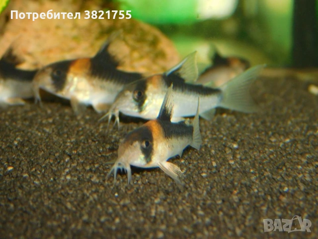 Сомче, сомче corydoras duplicareus, снимка 7 - Рибки - 55246434
